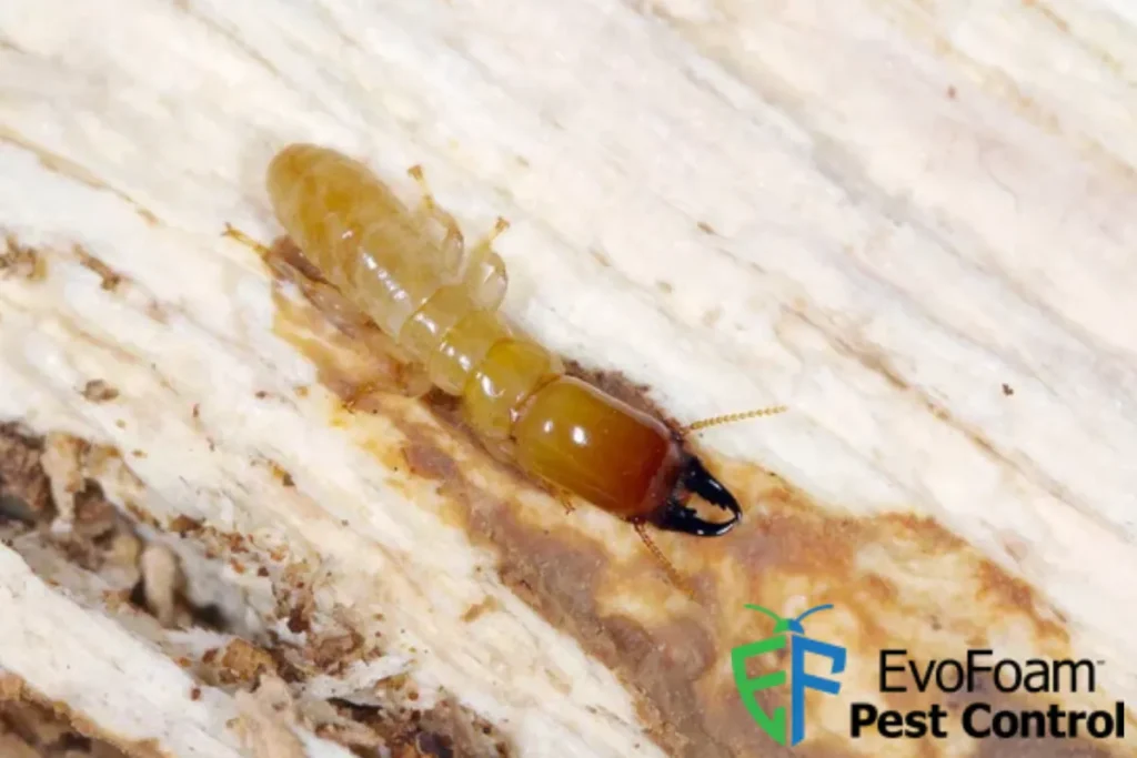 drywood termite