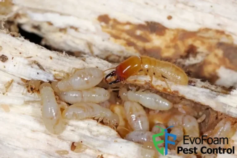 drywood termite
