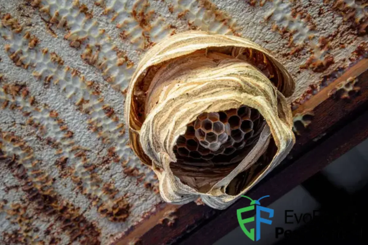 paper wasp nest