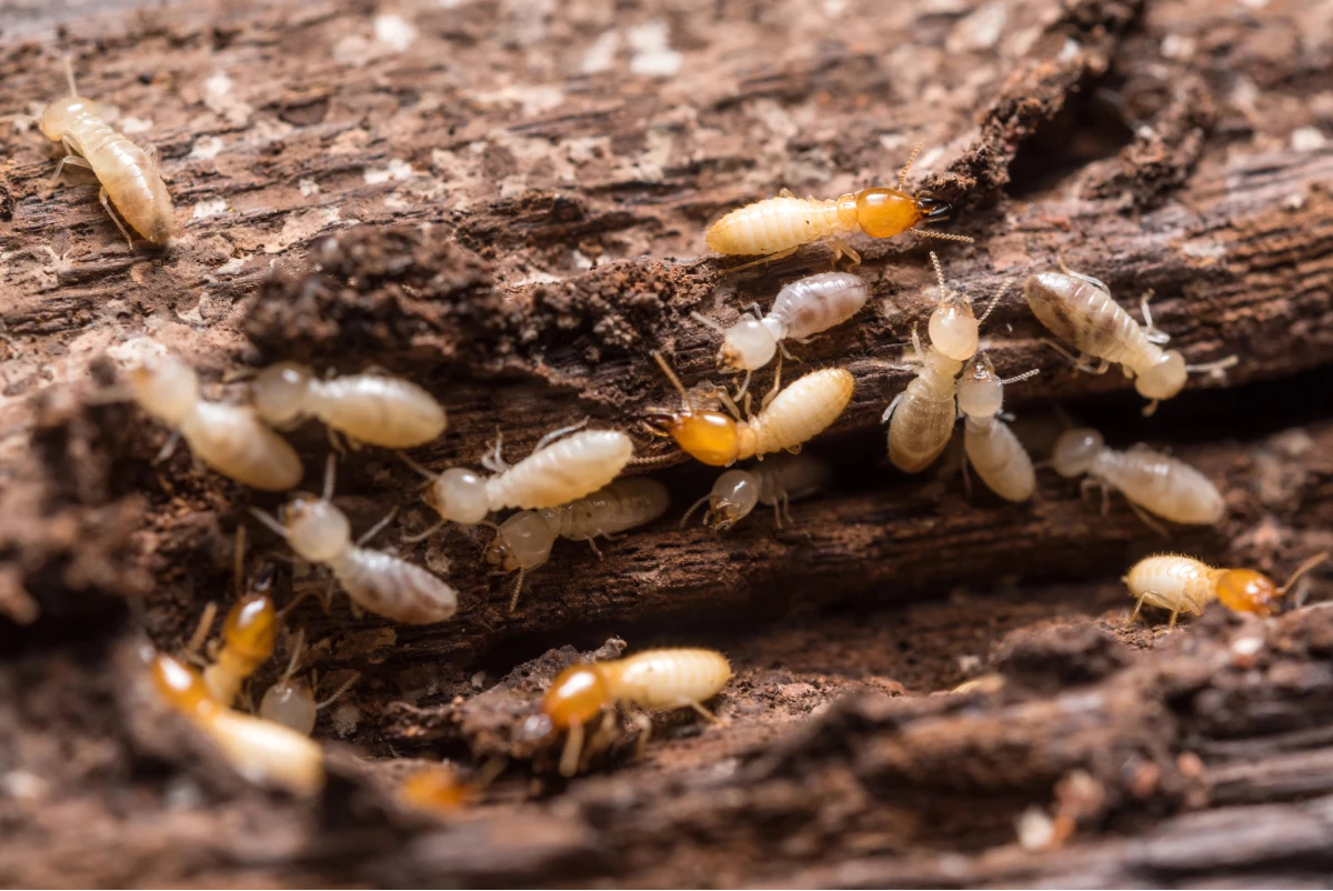 pest control in salado