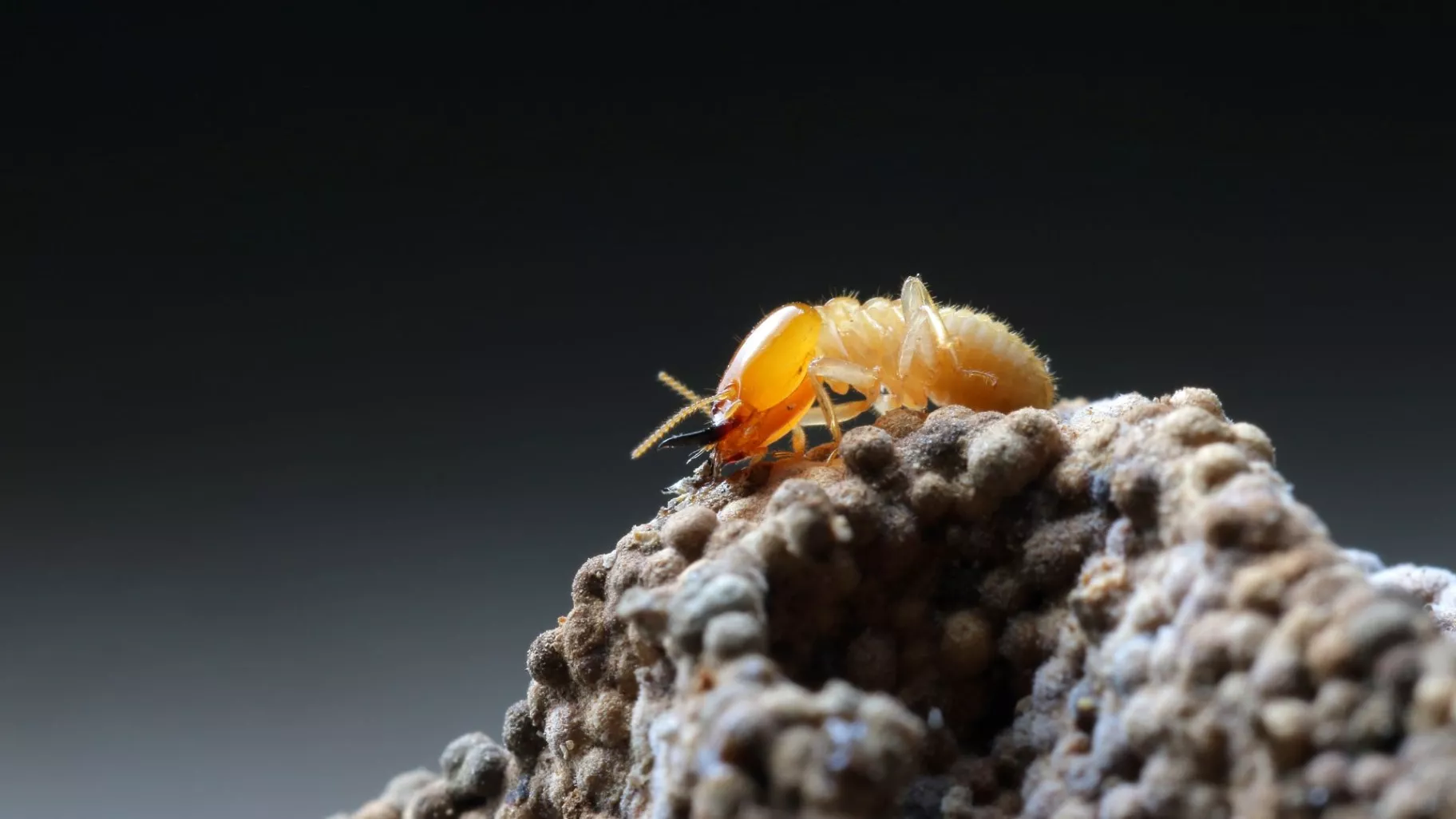 termite control in georgetown