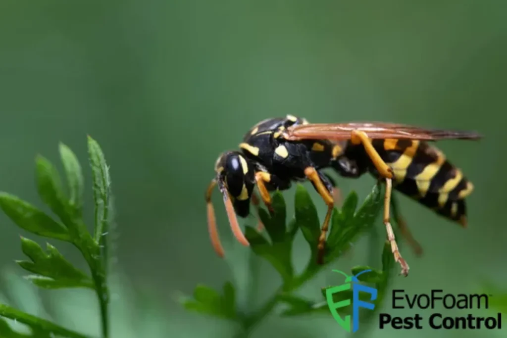 wasp on the plant