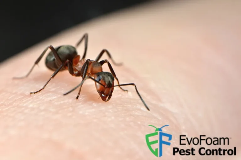 ant on the human skin