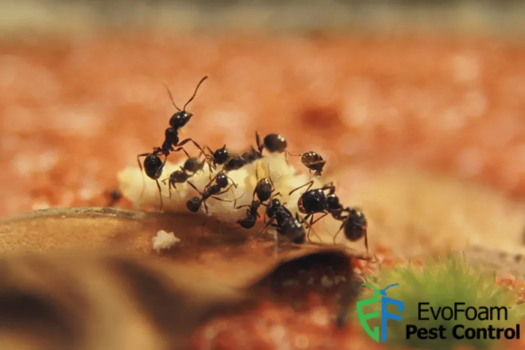 ants eating