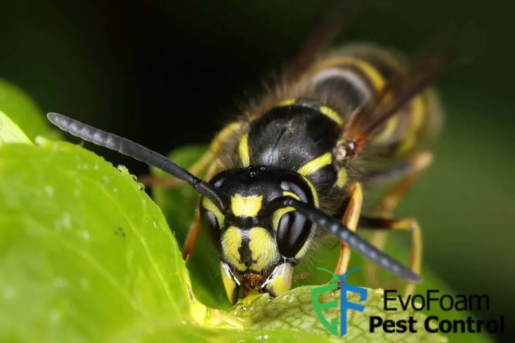 busy wasp eating
