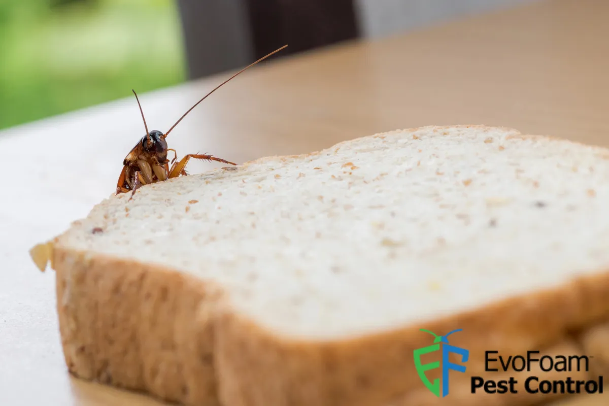 cockroach hiding in the bread