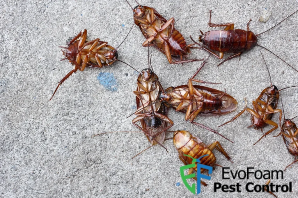cockroach infestation