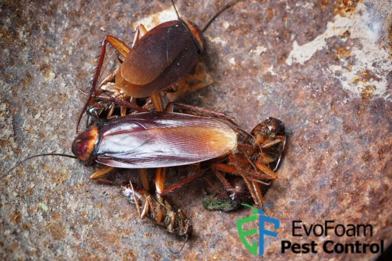 cockroaches