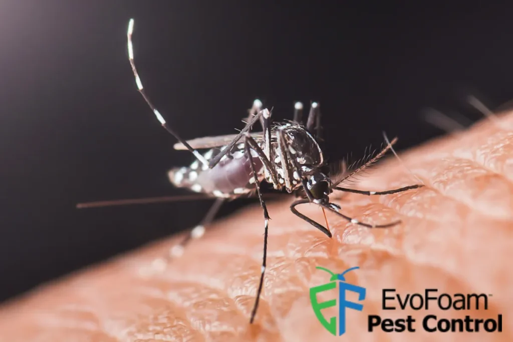 mosquito on the human skin