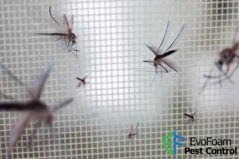 mosquitoes