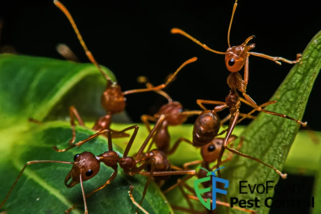 red ants in the garden