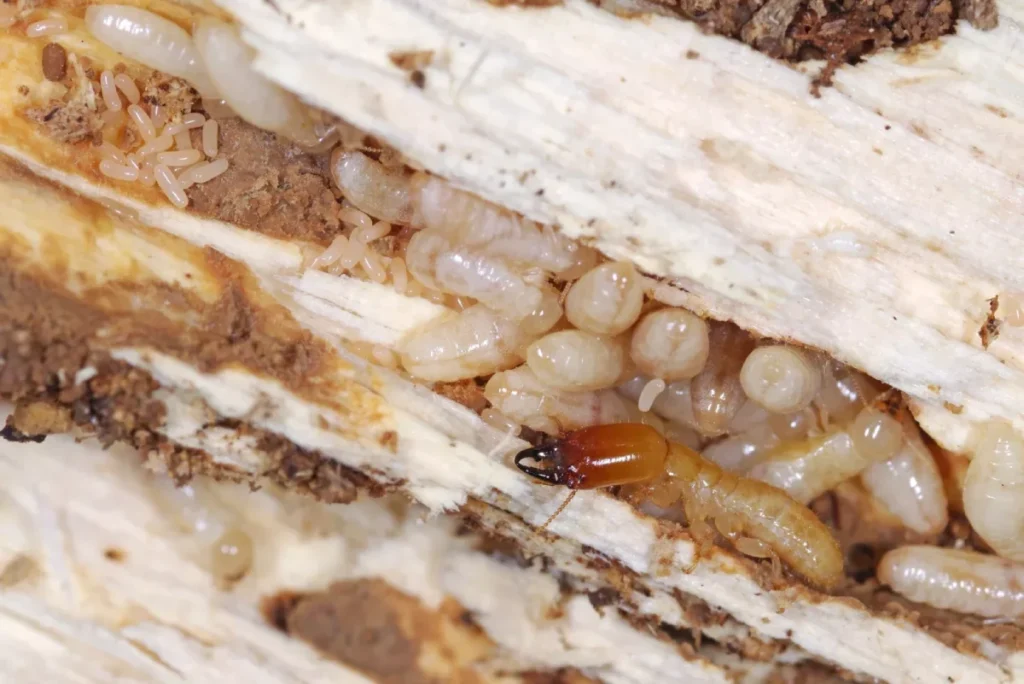 termite identification