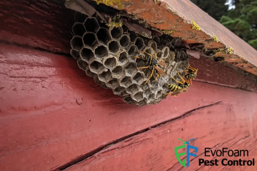 wasp in the nest