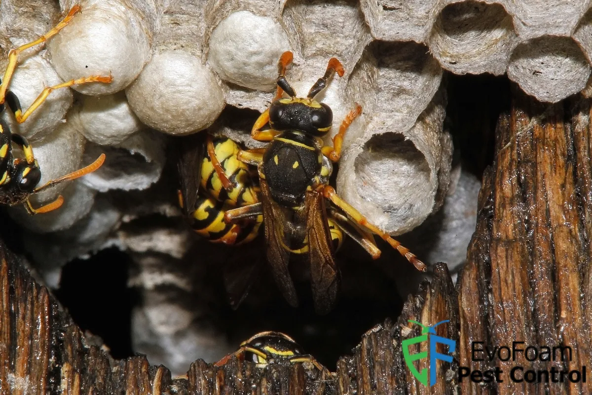 wasp nest