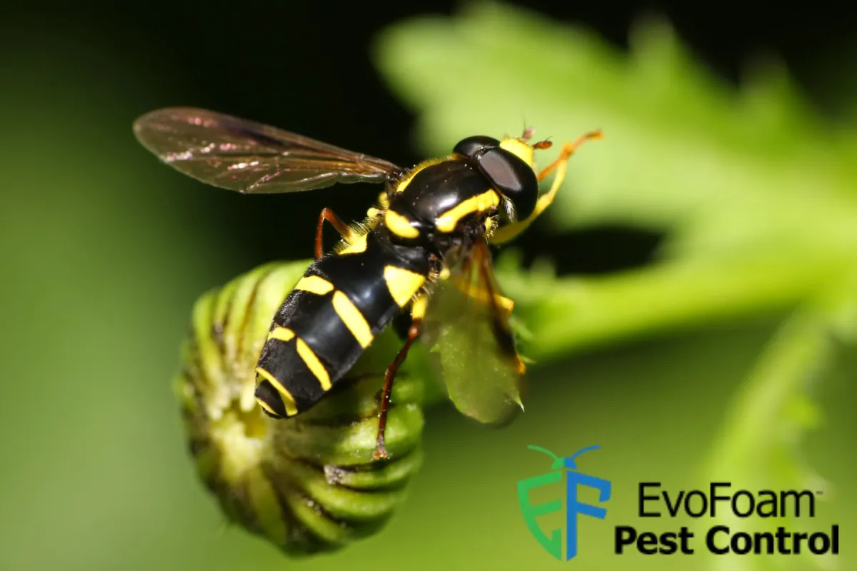 wasp on the plant