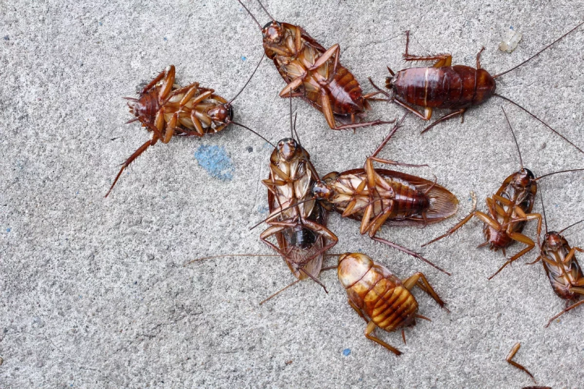 Quality Cockroach Identification Prevention