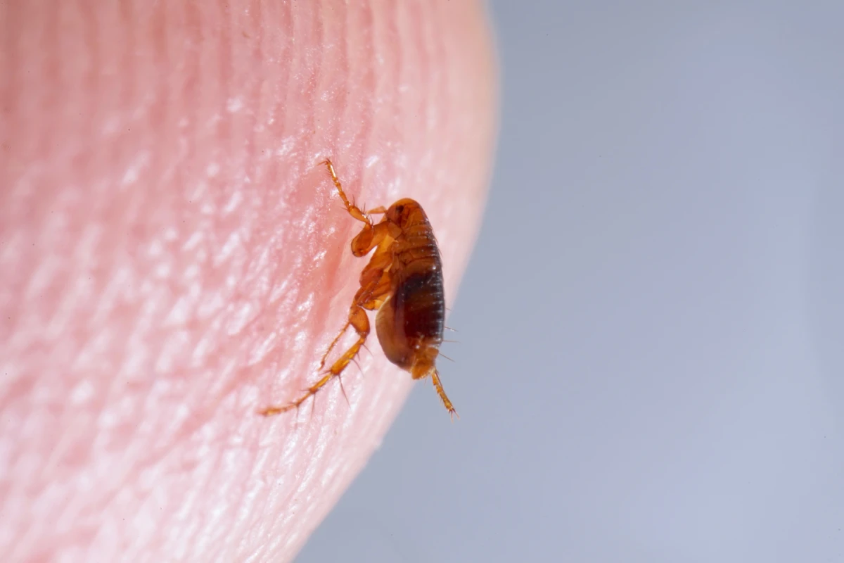 quality flea & tick identification & prevention