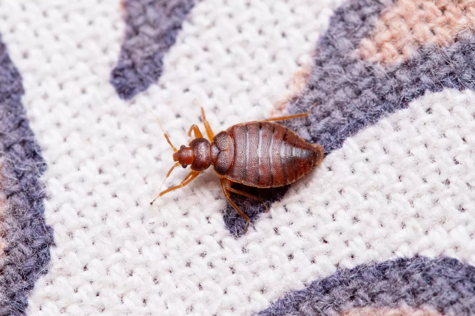 top quality bed bug identification & prevention