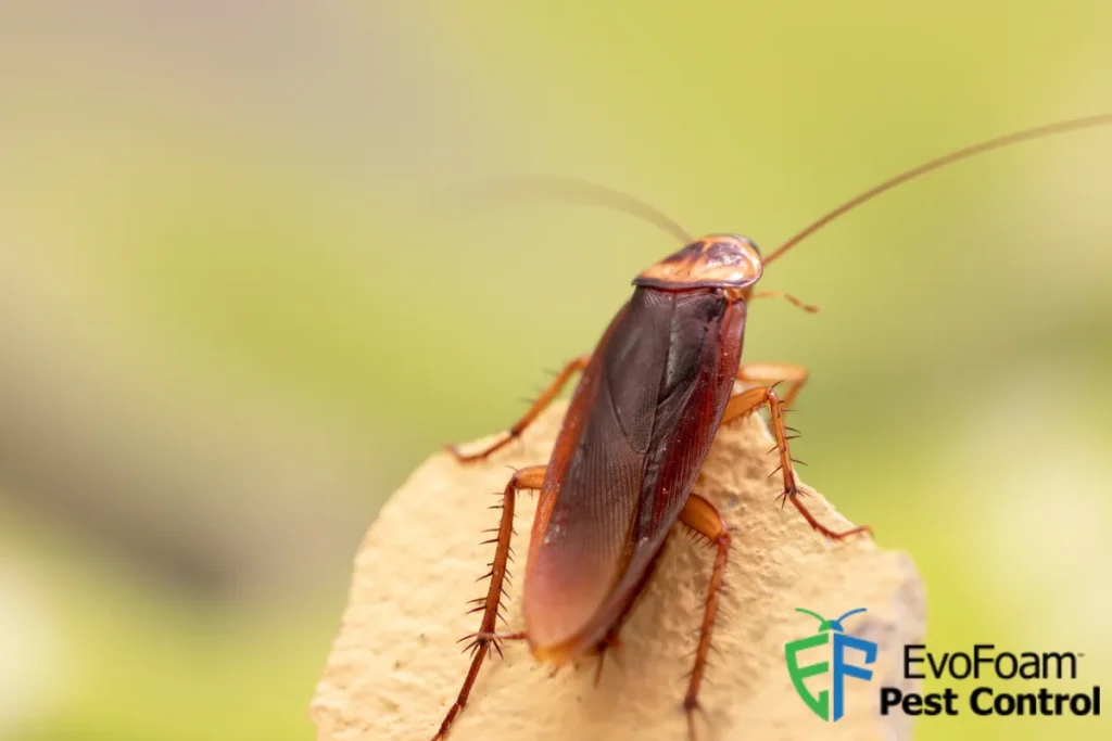 cockroach