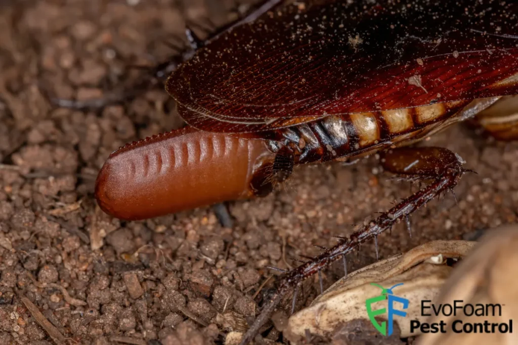 cockroach egg