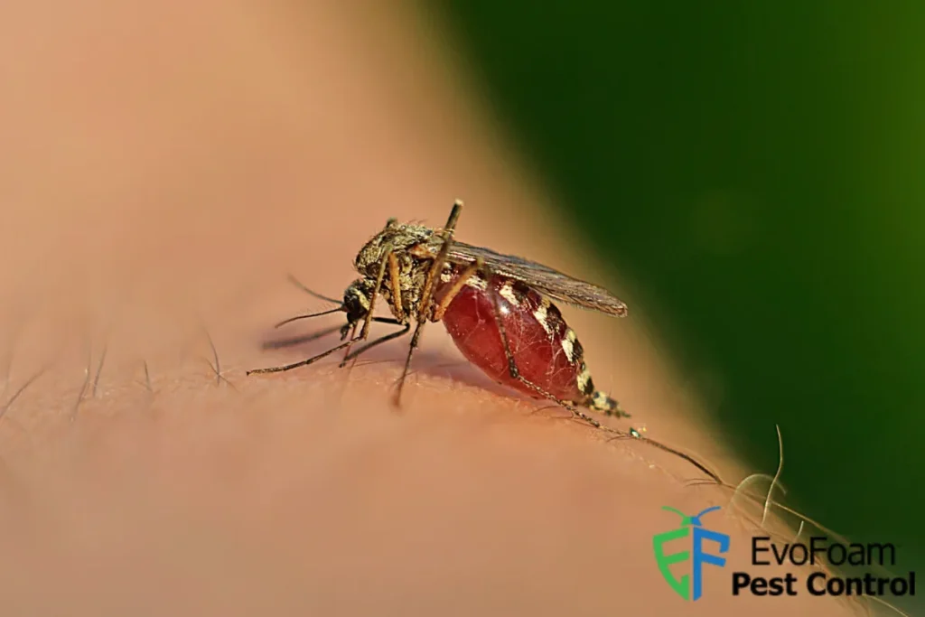 mosquito on human skin