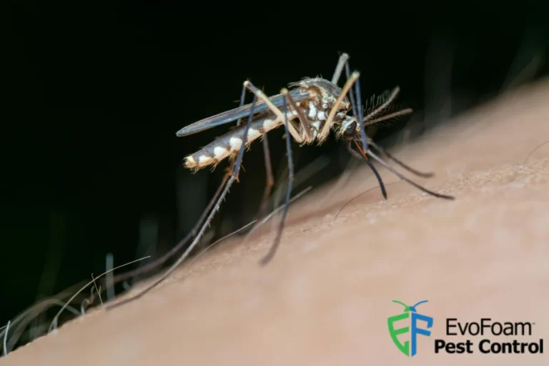 mosquito on skin