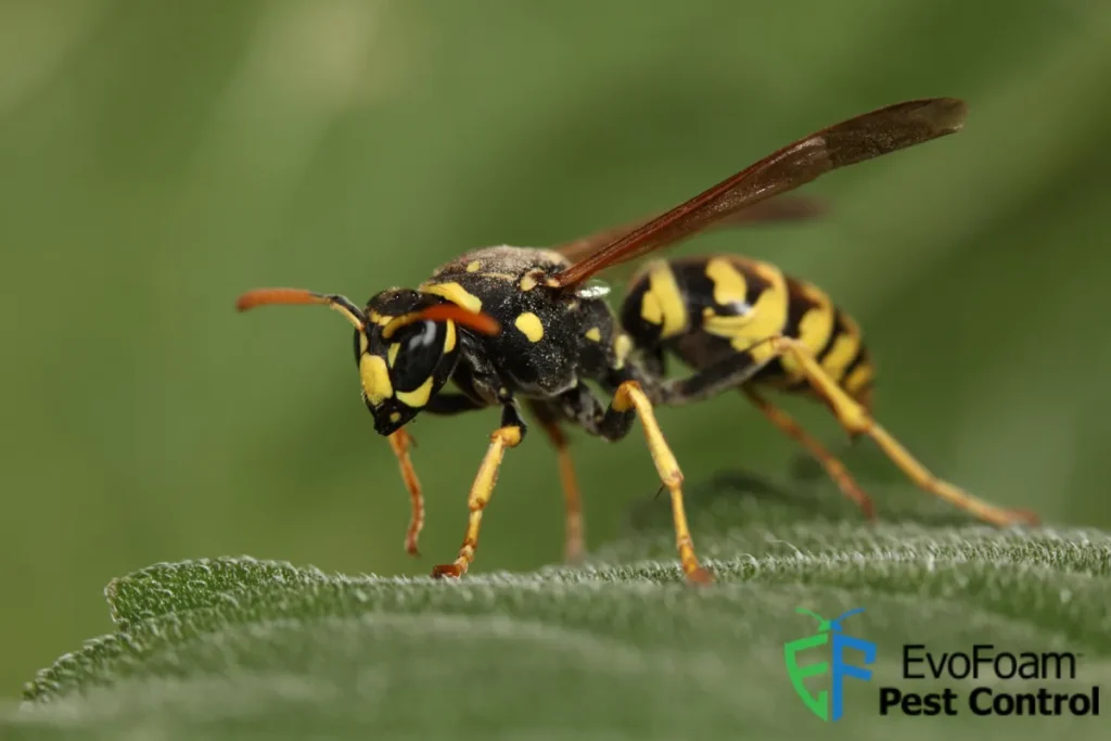 wasp wasp