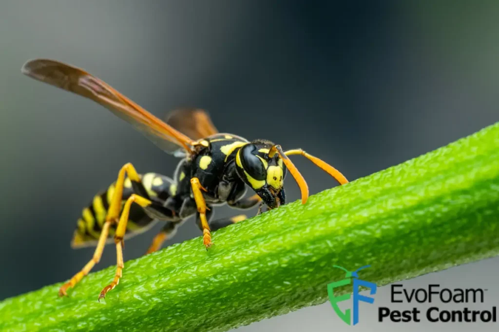 Wasp sitting on green plant twig