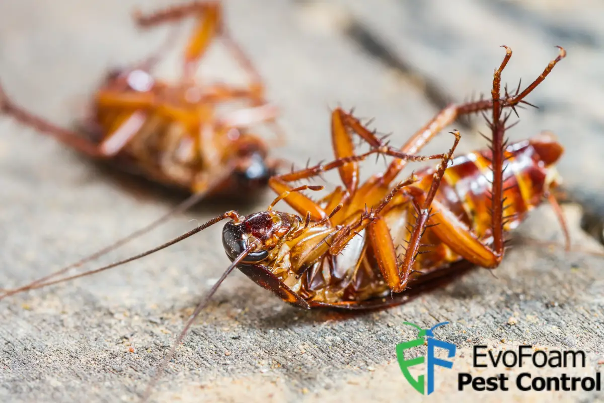 dead cockroaches