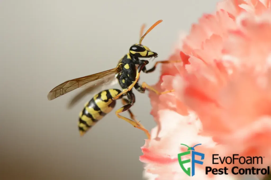 wasp