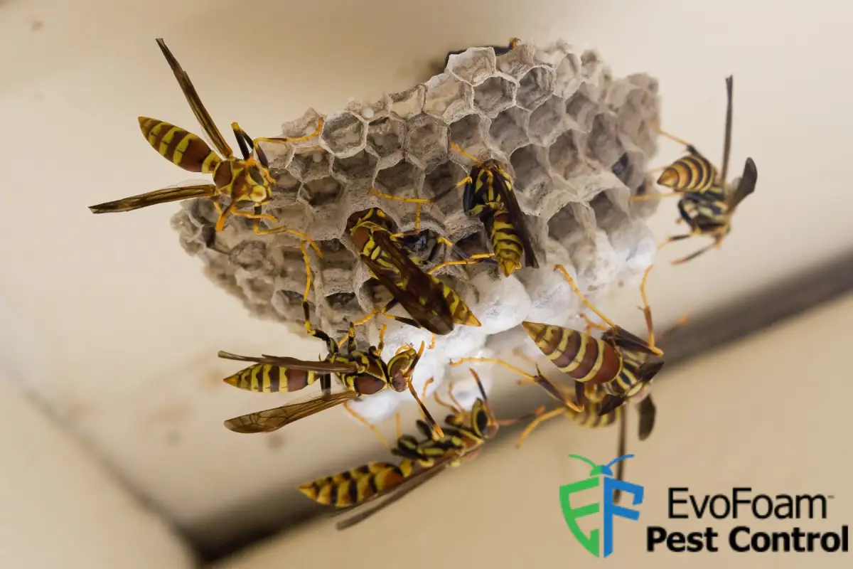 wasp nest