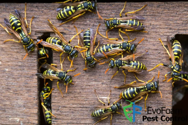 wasps colony